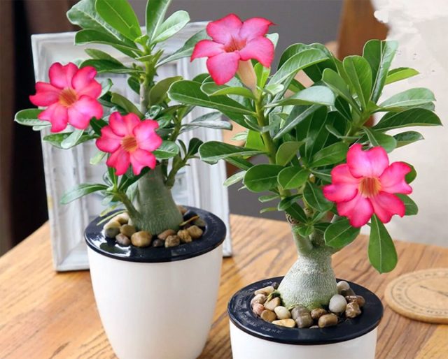 Адениум тучный (Adenium obesum) Адениум обесум: особенности роста и цветения