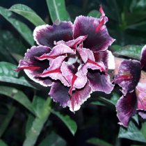 Адениум обесум «Блю Бой» (Adenium obesum double flower 'Blue Boy') Адениум обесум сорт Блю Бой
