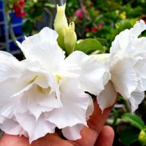 Адениум обесум «Сноу Вайт» (Adenium obesum triple flower 'Snow White') Адениум обесум сорт Сноу Вайт