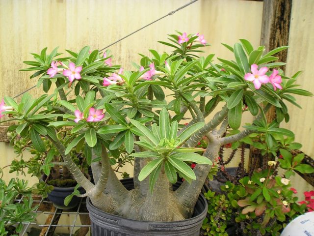 Адениум арабский (Adenium arabicum) Адениум арабский в интерьере