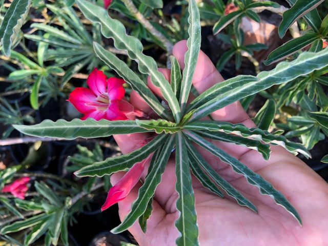 Адениум сомалийский (Adenium somalense) Адениум сомалийский: характерные листья