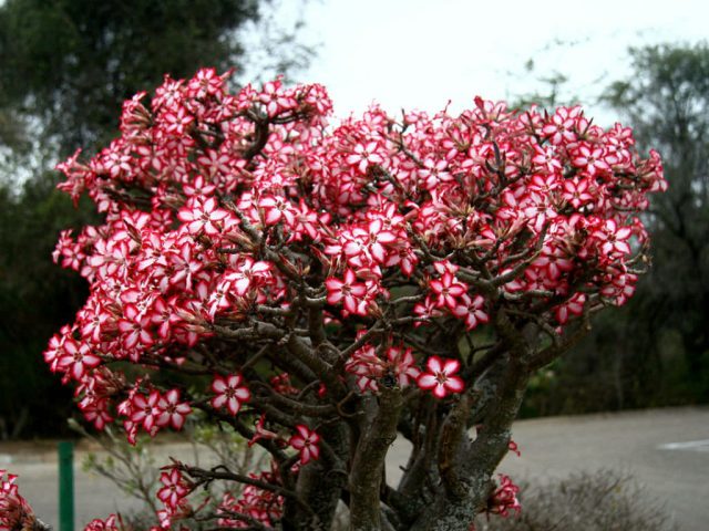 Адениум мультифлорум (Adenium multiflorum) Адениум мультифлорум в период цветения