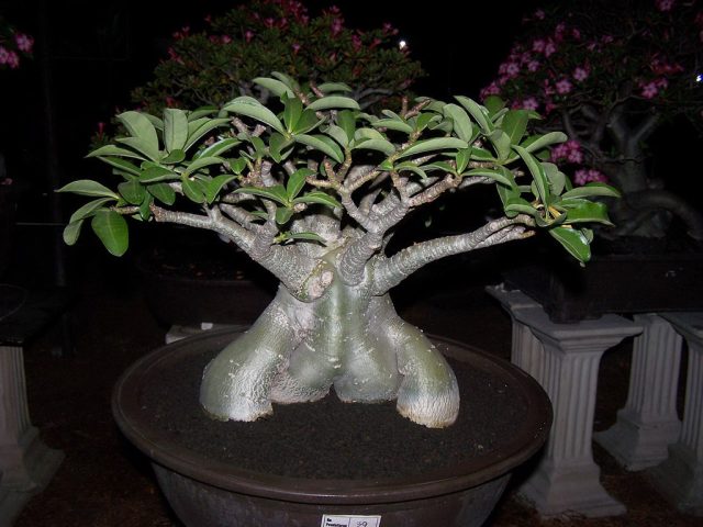 Адениум тай-сокотранум (Adenium thai-socotranum) Адениум тай-сокотранум