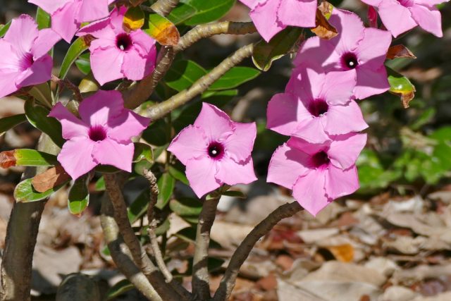Адениум свазикум (Adenium swazicum) Адениум свазикум