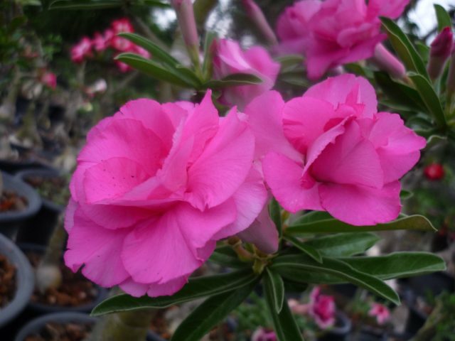 Адениум свазикум «Пинк Пион» (Adenium swazicum 'Pink Peony') Адениум свазикум сорт Пинк Пион