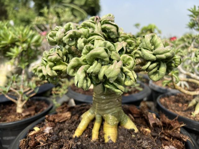 Адениум Дорсет Хорн (Adenium dorset horn) Адениум Дорсет Хорн: особенности формы листьев