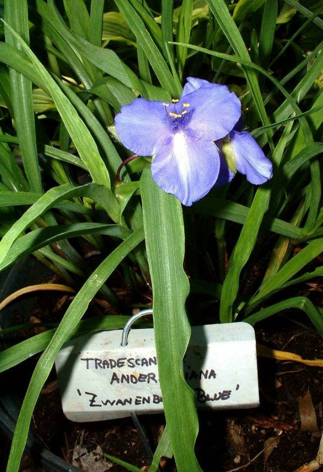 Традесканция Андерсона ‘Zwanenburg Blue’ Цветение сорта Zwanenburg Blue
