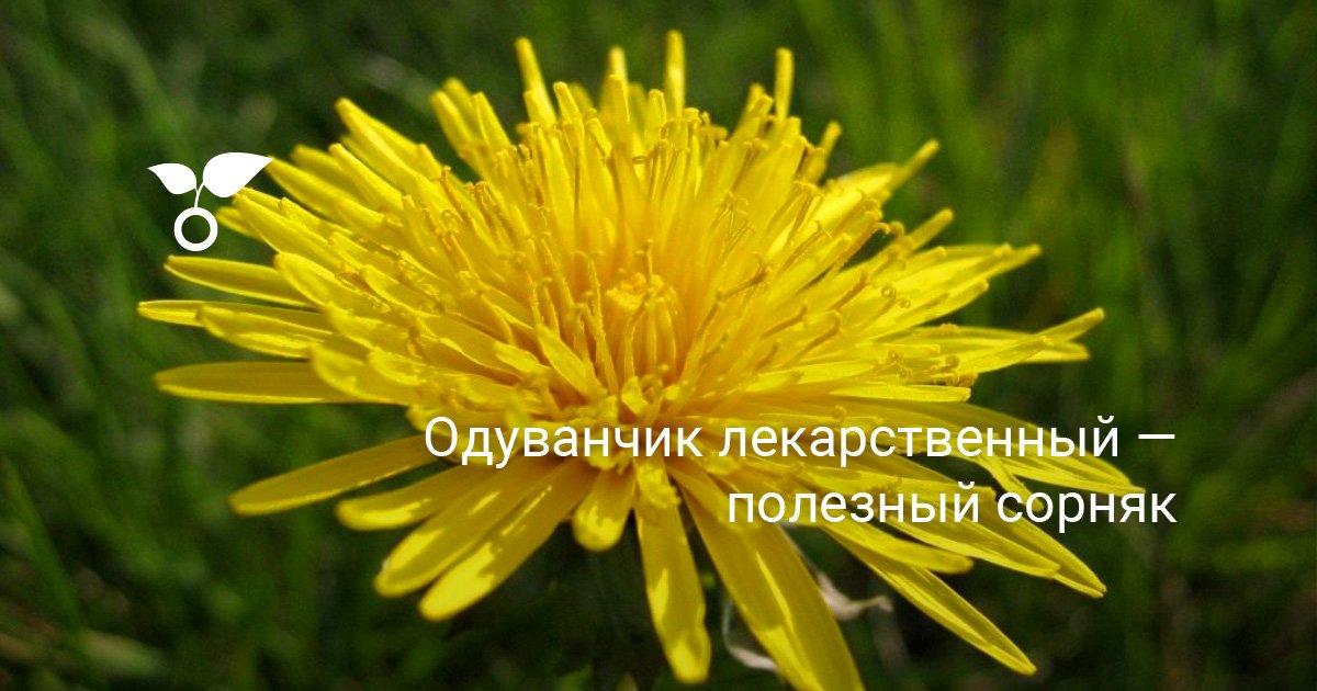 Одуванчик лекарственный: полезные свойства и применение растения