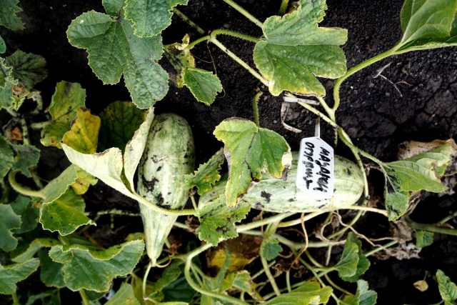 Огурдыня (Cucumis melo), сорт «Мацарен»