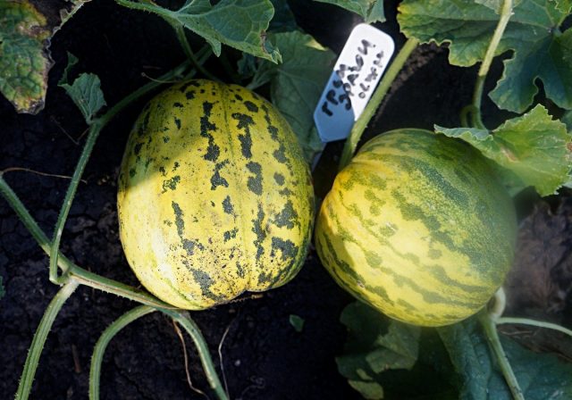 Огурдыня (Cucumis melo), сорт «Грин Драгон», или «Зеленый дракон»