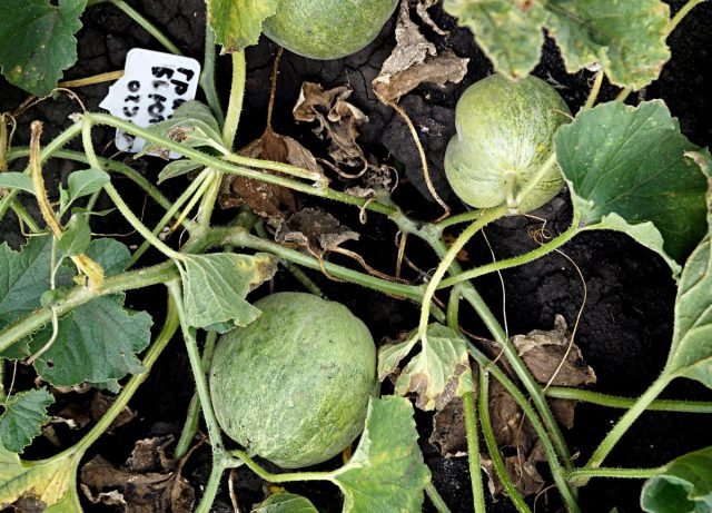 Огурдыня (Cucumis melo), сорт «Грин Бьюти»