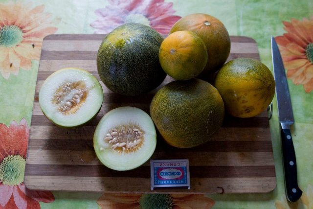 Огурдыня (Cucumis melo), сорт «Мечта Лентяя»