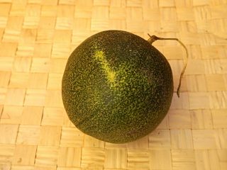Огурдыня (Cucumis melo), сорт «Мечта Лентяя»