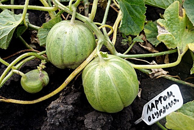 Огурдыня (Cucumis melo), сорт «Лартон»