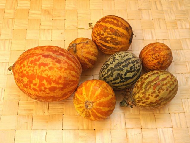 Огурдыня (Cucumis melo), сорт «Королева Анна»