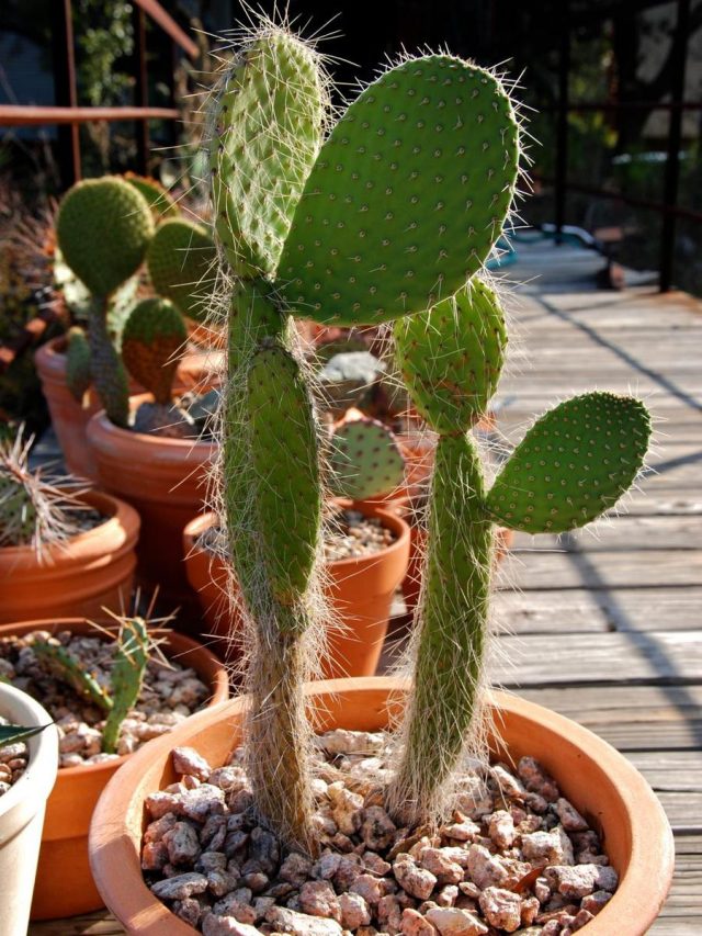 Опунция беловолосистая (Opuntia leucotricha) Опунция беловолосистая с характерным опушением