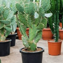 Опунция Бергера (Opuntia bergeriana) Опунция Бергера