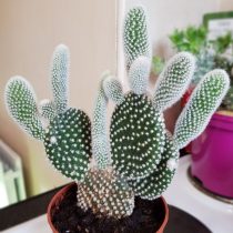 Опунция мелковолосистая (Opuntia microdasys) Опунция мелковолосистая