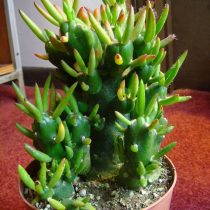 Опунция шиловидная (Opuntia subulata) Опунция шиловидная