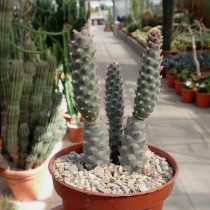 Опунция членистая (Opuntia articulatus) Опунция членистая