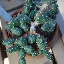 Опунция ломкая (Opuntia fragilis) Опунция ломкая