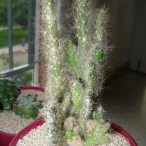 Опунция одетая (Opuntia vestita) Опунция одетая