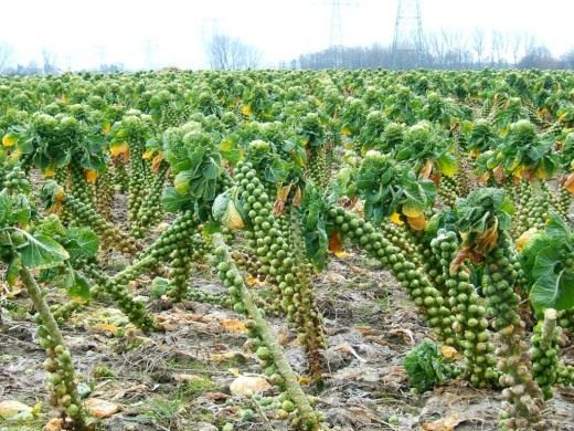 Уход за посадками брюссельской капусты
