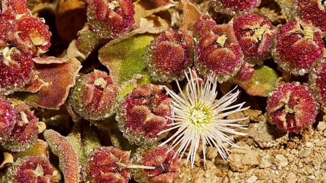 Мезембриантемум хрустальный (Mesembryanthemum crystallinum) Соцветие мезембриантемума хрустального крупным планом