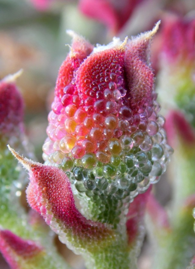 Мезембриантемум хрустальный (Mesembryanthemum crystallinum) Правильное расположение мезембриантемума на солнечном подоконнике