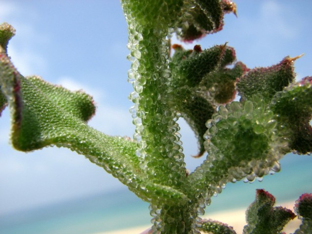 Мезембриантемум хрустальный (Mesembryanthemum crystallinum) Здоровое растение мезембриантемума в неглубоком горшке