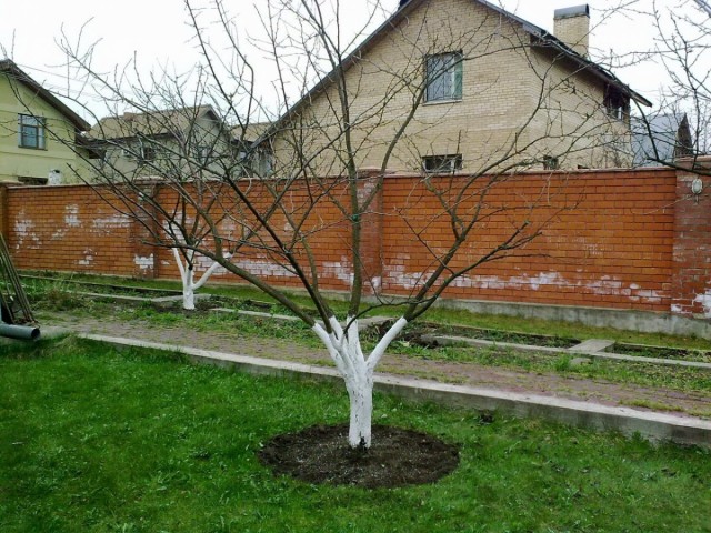 Как правильно осматривать сад после зимы для выявления повреждений деревьев