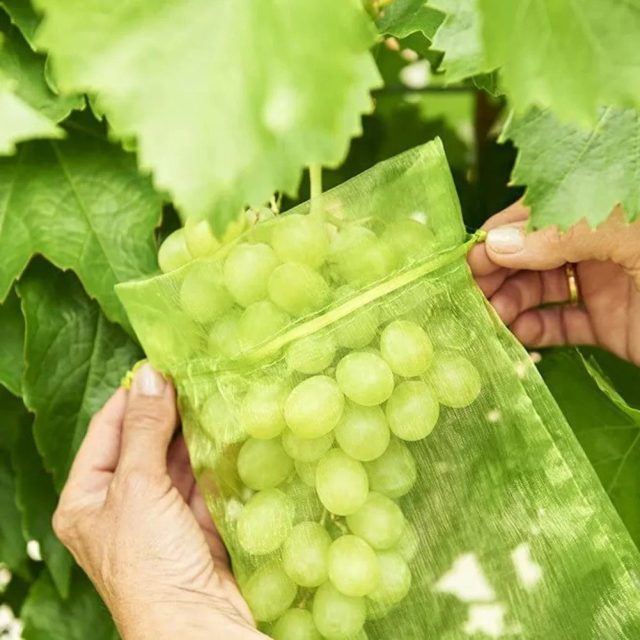 Механическая защита гроздей от птиц