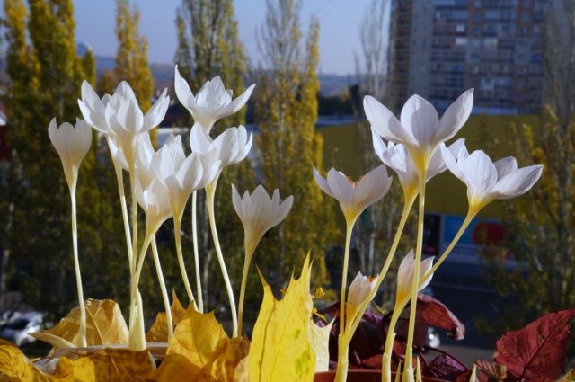 Как организовать выгонку осенних крокусов в домашних условиях чтобы получить цветение к конкретной дате