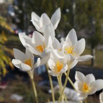 Крокус прекрасный Albus