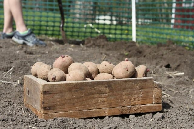 Особенности подготовки и посадки картофеля для получения высокого урожая
