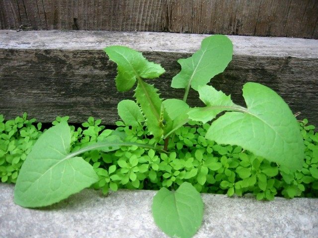 Осот как злостный сорняк и эффективные методы борьбы с корневищами
