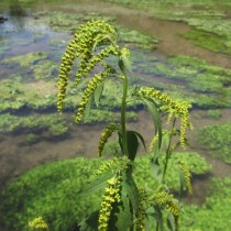 Амброзия трехраздельная (Ambrosia trifida L.)