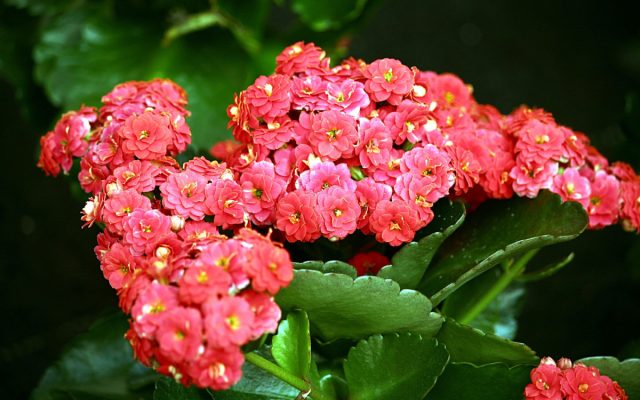 Каланхоэ и риск для сердца
