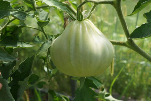 Название томата Кунео Джант Пир» (Tomato 'Cuneo Giant Pear') буквально переводится как «гигантская груша Название томата Кунео Джант Пир» (Tomato 'Cuneo Giant Pear') буквально переводится как «гигантская груша