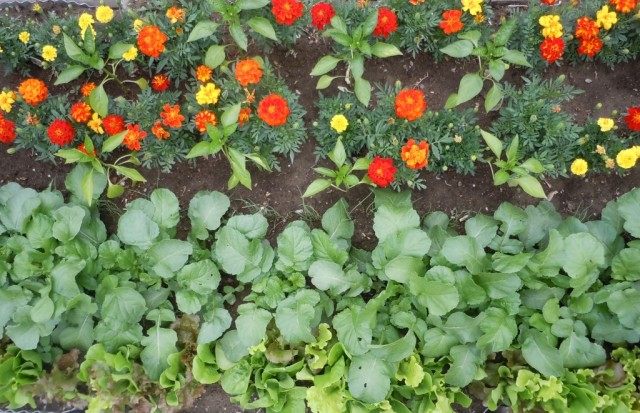 Совместные посадки овощей и цветов-репеллентов