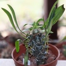 Пахиподиум короткостебельный, напоминающий по форме камень