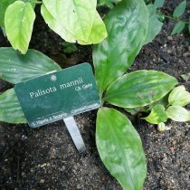 Палисота Манна