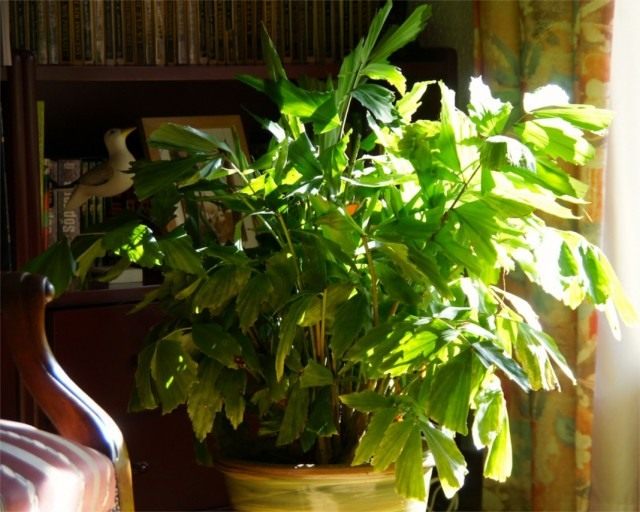 Уход за пальмой кариота в домашних условиях