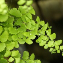 Плотная куртина адиантума
