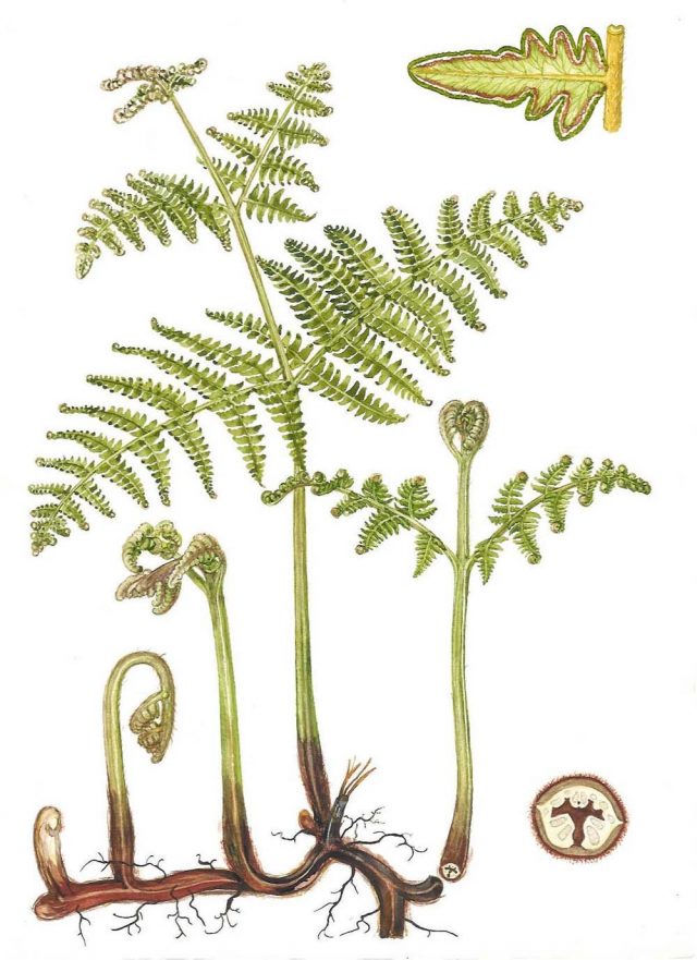 Орляк обыкновенный (Pteridium aquilinum)