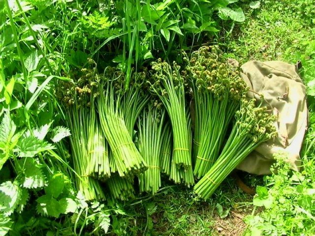 Собранные рахисы 