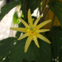 Пассифлора лимонная (Passiflora citrina) Цветение пассифлоры лимонной