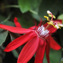 Пассифлора винограднолистная (Passiflora vitifolia) Листья пассифлоры винограднолистной