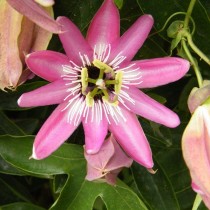 Пассифлора аметистовая (Passiflora amethystina) Бутон и цветок пассифлоры аметистовой
