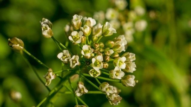 Кулинарное использование пастушьей сумки
